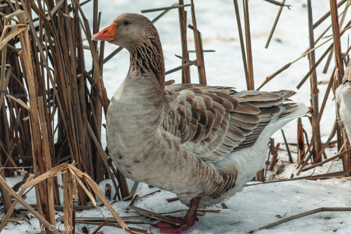 how-to-show-geese